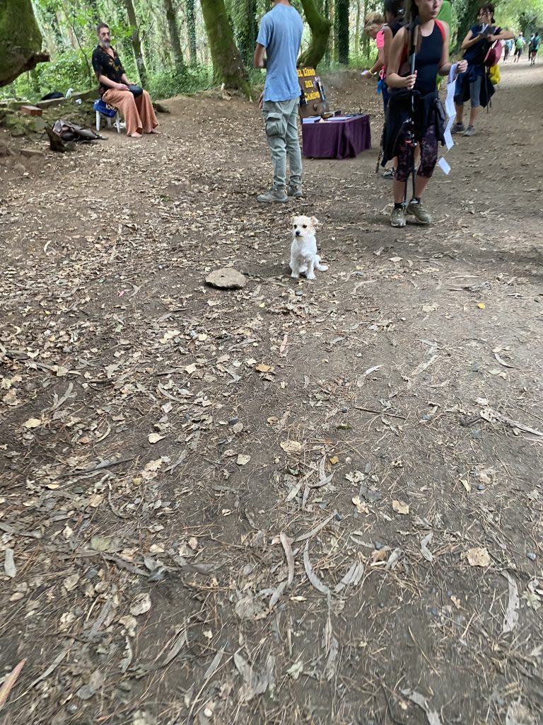Al igual que este perrito en el Camino de Santiago, nuestra newsletter te invita a hacer una pausa y observar el mundo que te rodea. Cada mes, te ofrecemos reflexiones y creatividad que te acompañarán en tu propio viaje de descubrimiento, conectándote con la esencia de la vida y la naturaleza.