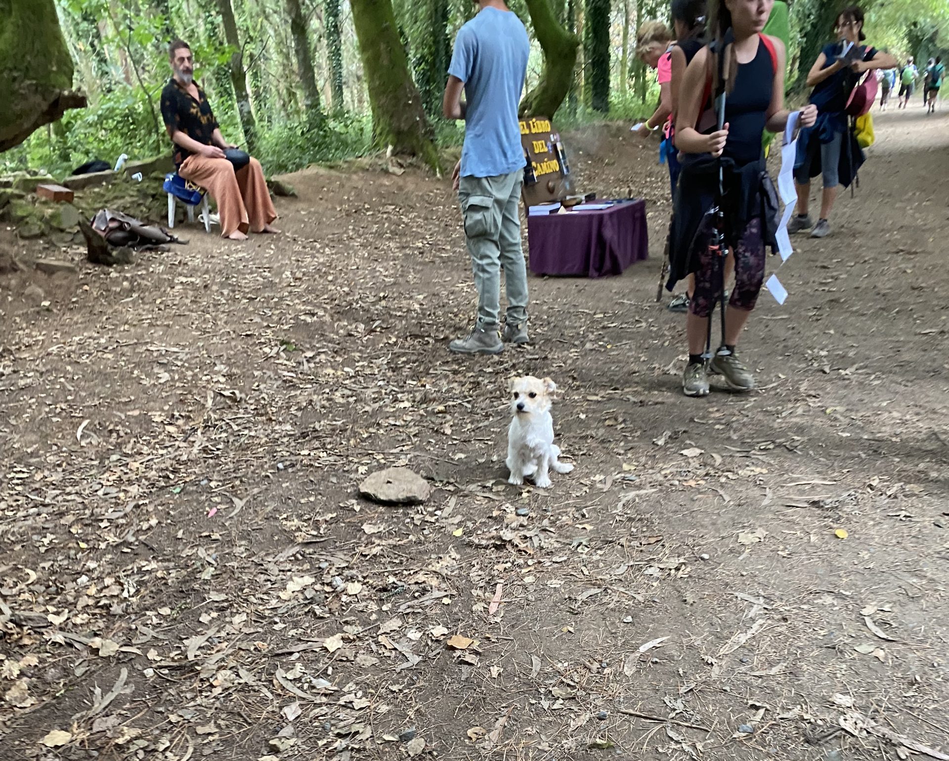Al igual que este perrito en el Camino de Santiago, nuestra newsletter te invita a hacer una pausa y observar el mundo que te rodea. Cada mes, te ofrecemos reflexiones y creatividad que te acompañarán en tu propio viaje de descubrimiento, conectándote con la esencia de la vida y la naturaleza.